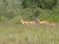 MVI 8429 blackbuck does and fawns at Maidanahalli 011109