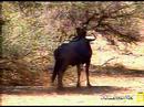 Wildebeest Itch at Pete\
