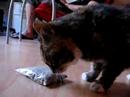 Ziggy + catnip 2