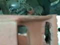 videos de ASL-100 12-4-08 BB3.MPG