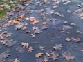 we CAN\"T catch leaves we CAN\"T catch leaves
