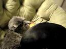 Cat Nap (with dog)