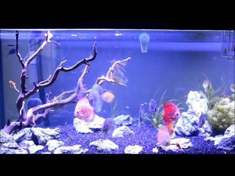 how to care discus fish