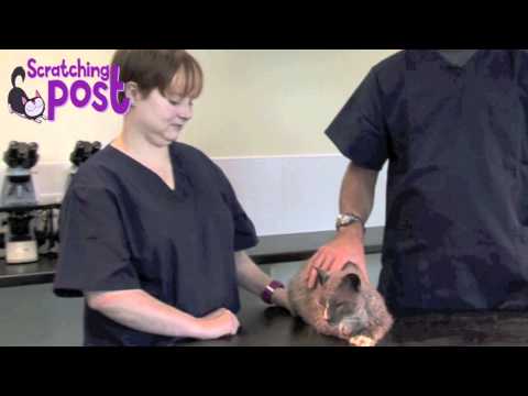 how to apply advantage to cats