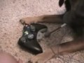 Halo Dog