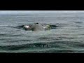 الحوت الازرق the blue whale