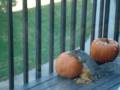 Squirrel and Pumpkin 3.MPG