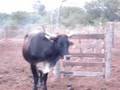 AGRO GANADERA ARAMATA S/A