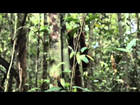 Vedi il video