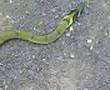 snake in our house