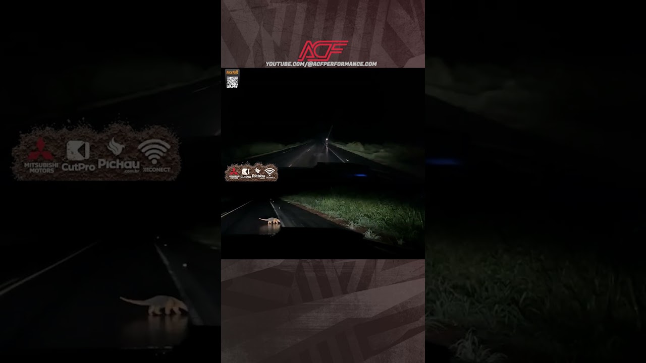 RICARDINHO ENCONTRA UM TAMANDUÁ NA ESTRADA!