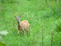 Srn?at� (Capreolus capreolus)