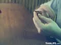 homemade catapult