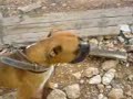 kangal vs boxer dala??