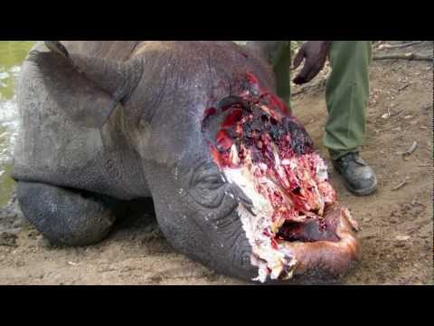 Stop Rhino Poaching Stop Rhino Poaching