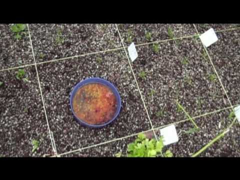 how to harvest coyote urine