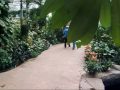 orchids in the Wisley Glasshouse
