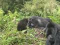 videos de hirwa's kids