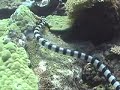 Banded Sea Snake - Fiji
