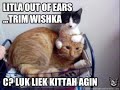 funny kitty pictures-birthday dethday