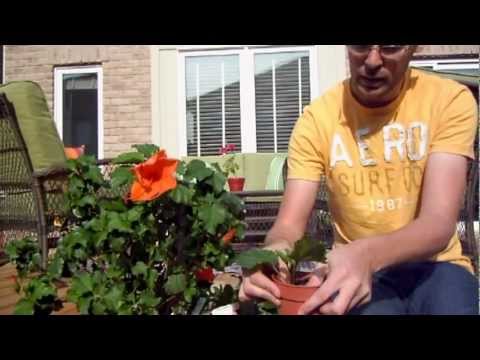 how to replant a hibiscus