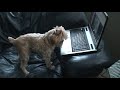 Amos watching Africam.com Part deux..