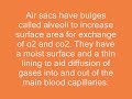 GCSE Biology  Asthma Lungs and Breathing