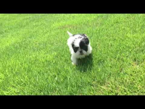Sophia loves to potty for treats.