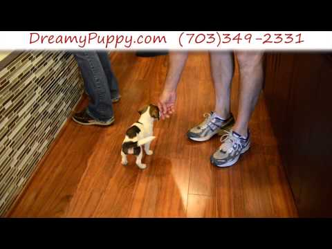 Spunky Jack Russell Terrier Male Puppy 2