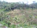 Bali Telagagang Rice Fields