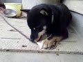 Click here to watch this video ひたすら食パンを食べる犬