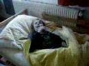 Das Deckenmonster (2/2)
