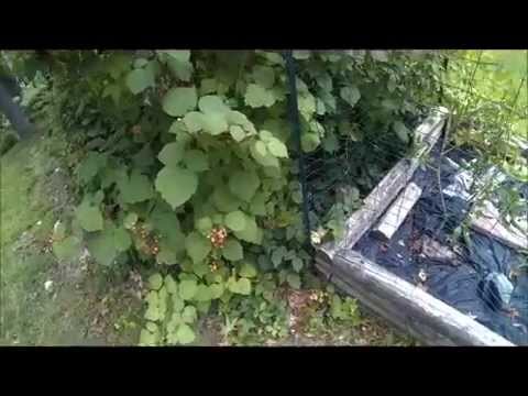 how to transplant blackberries bushes