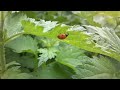 Macro Video - Samsung i8910