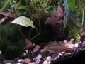 nickis planted tank
