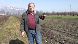 #164 Producing apple and pear trees - Budding the rootstock 