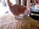 Pavlas meow