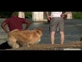 Dog Days of Summer