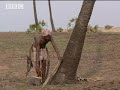 Ray Mears World of Survival: 801 Palm Tree Uses Ray Mears World of Survival: 801 Palm Tree Uses