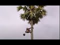 Uses for a Palm Tree - Ray Mears World of Survival - BBC
