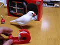 Java finch vs. tape dispenser :-) Java finch vs. tape dispenser :-)