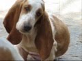videos de mellory 3meses basset hound