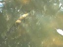morayeel.louisiana.edu Gar fish in the bald cypress (Taxodium distichum) swamp (