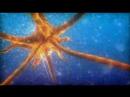 Aesterozoa by Kewlers Aesterozoa by Kewlers