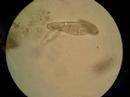 Bio Lab Protists II: 4
