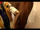 How To Care For Horses : How To Groom A Horse's Tail