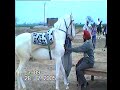 A SPECIAL HORSE GATE OF MARWARI HORSE A SPECIAL HORSE GATE OF MARWARI HORSE