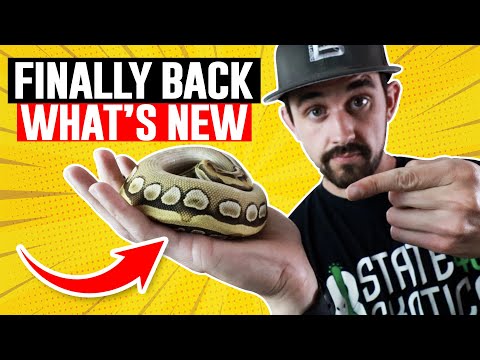 YouTube reptile video
