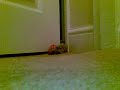 Ping Pong Ball Cat