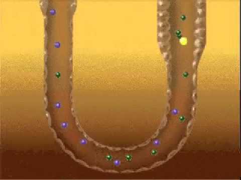 how to properly dilute your urine
